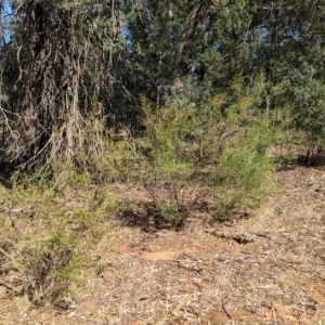 Dodonaea viscosa subsp. cuneata at Milbrulong, NSW - 14 Apr 2023