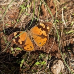 Heteronympha merope (Common Brown Butterfly) at Milbrulong State Forest - 14 Apr 2023 by Darcy