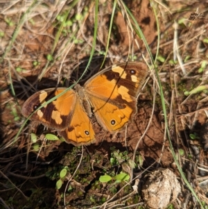 Heteronympha merope (Common Brown) at Milbrulong, NSW by Darcy