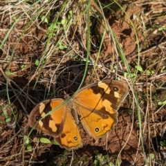 Heteronympha merope at Milbrulong, NSW - 14 Apr 2023 11:14 AM