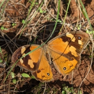 Heteronympha merope at Milbrulong, NSW - 14 Apr 2023 11:14 AM