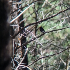 Petroica goodenovii (Red-capped Robin) at Milbrulong State Forest - 14 Apr 2023 by Darcy