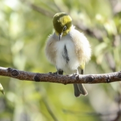 Zosterops lateralis (Silvereye) at Higgins, ACT - 14 Mar 2023 by AlisonMilton