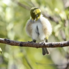Zosterops lateralis (Silvereye) at Higgins, ACT - 13 Mar 2023 by AlisonMilton