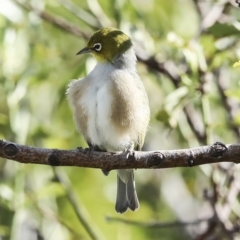 Zosterops lateralis at Higgins, ACT - 14 Mar 2023