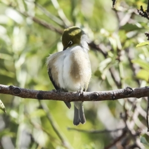 Zosterops lateralis at Higgins, ACT - 14 Mar 2023