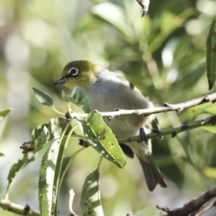 Zosterops lateralis at Higgins, ACT - 14 Mar 2023