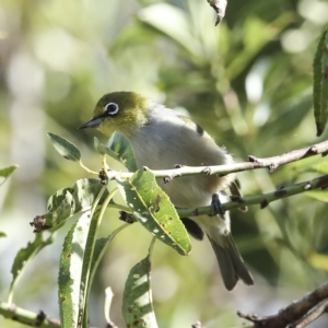 Zosterops lateralis at Higgins, ACT - 14 Mar 2023