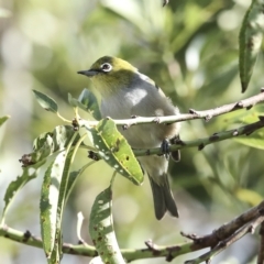 Zosterops lateralis at Higgins, ACT - 14 Mar 2023