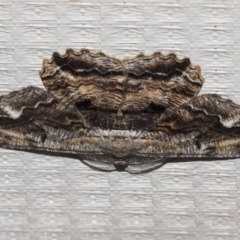 Scioglyptis lyciaria (White-patch Bark Moth) at Higgins, ACT - 24 Mar 2023 by AlisonMilton