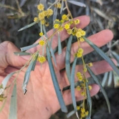 Acacia pendula at Tootool, NSW - 14 Apr 2023