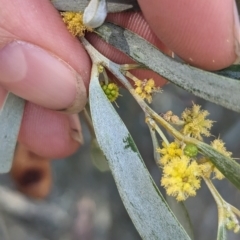 Acacia pendula at Tootool, NSW - 14 Apr 2023 12:06 PM