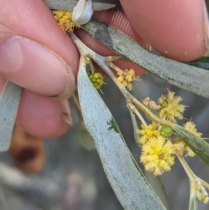 Acacia pendula at Tootool, NSW - 14 Apr 2023