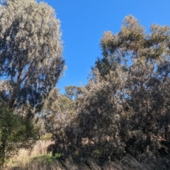 Acacia pendula at Tootool, NSW - 14 Apr 2023