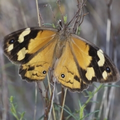 Heteronympha merope (Common Brown Butterfly) at The Pinnacle - 14 Mar 2023 by AlisonMilton