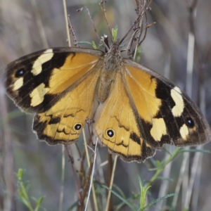 Heteronympha merope at Hawker, ACT - 15 Mar 2023 10:42 AM