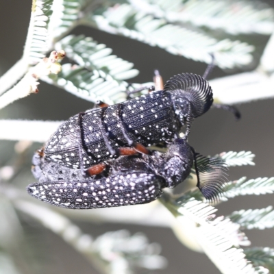 Rhipicera femorata (Feather-horned beetle) at Hawker, ACT - 15 Mar 2023 by AlisonMilton