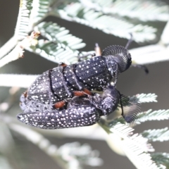 Rhipicera (Agathorhipis) femorata (Feather-horned beetle) at Hawker, ACT - 14 Mar 2023 by AlisonMilton