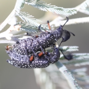 Rhipicera femorata at Hawker, ACT - 15 Mar 2023 10:30 AM