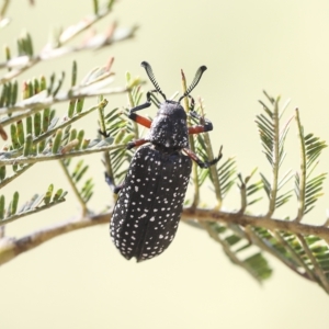 Rhipicera femorata at Hawker, ACT - 15 Mar 2023 10:30 AM