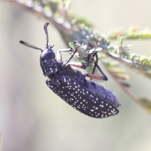 Rhipicera femorata at Hawker, ACT - 15 Mar 2023 10:30 AM