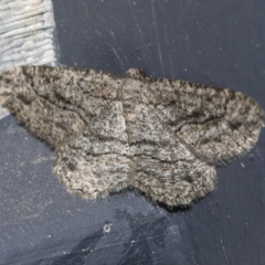 Zermizinga sinuata (Lucerne Looper, Spider Moth) at Higgins, ACT - 24 Mar 2023 by AlisonMilton