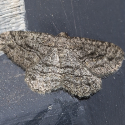 Zermizinga sinuata (Lucerne Looper, Spider Moth) at Higgins, ACT - 25 Mar 2023 by AlisonMilton