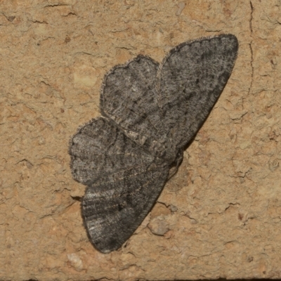 Unidentified Geometer moth (Geometridae) at Higgins, ACT - 24 Mar 2023 by AlisonMilton