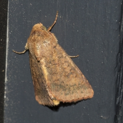 Helicoverpa (genus) (A bollworm) at Higgins, ACT - 24 Mar 2023 by AlisonMilton