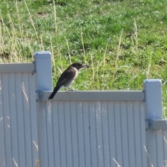 Cracticus torquatus (Grey Butcherbird) at Molonglo Valley, ACT - 15 Apr 2023 by RodDeb