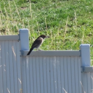 Cracticus torquatus at Molonglo Valley, ACT - 15 Apr 2023 10:32 AM