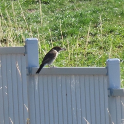 Cracticus torquatus (Grey Butcherbird) at Molonglo Valley, ACT - 15 Apr 2023 by RodDeb