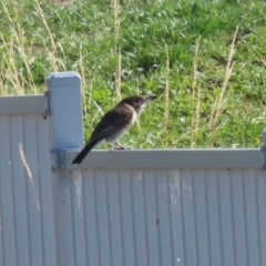 Cracticus torquatus at Molonglo Valley, ACT - 15 Apr 2023 10:32 AM