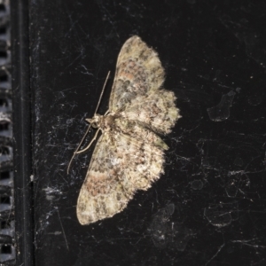 Pasiphilodes testulata at Higgins, ACT - 25 Mar 2023