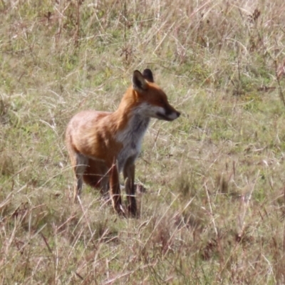 Vulpes vulpes (Red Fox) at Coombs, ACT - 15 Apr 2023 by RodDeb