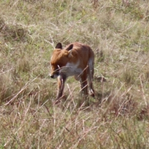 Vulpes vulpes at Coombs, ACT - 15 Apr 2023