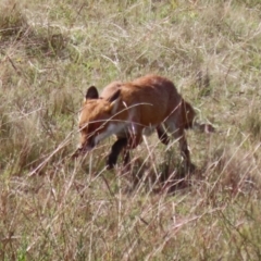 Vulpes vulpes at Coombs, ACT - 15 Apr 2023