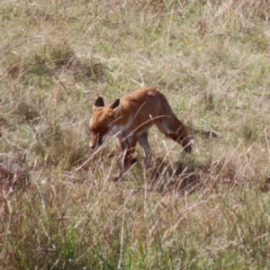 Vulpes vulpes at Coombs, ACT - 15 Apr 2023