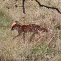 Vulpes vulpes at Coombs, ACT - 15 Apr 2023