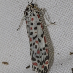 Utetheisa (genus) (A tiger moth) at Higgins, ACT - 24 Mar 2023 by AlisonMilton