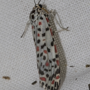 Utetheisa (genus) at Higgins, ACT - 25 Mar 2023 07:58 AM