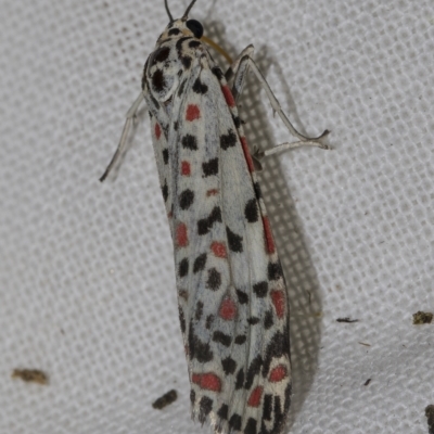 Utetheisa (genus) (A tiger moth) at Higgins, ACT - 25 Mar 2023 by AlisonMilton