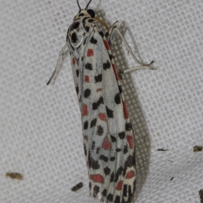 Utetheisa (genus) (A tiger moth) at Higgins, ACT - 24 Mar 2023 by AlisonMilton