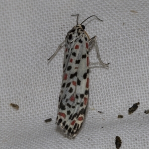 Utetheisa (genus) at Higgins, ACT - 25 Mar 2023 07:58 AM