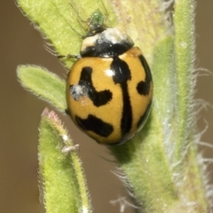 Coccinella transversalis (Transverse Ladybird) at Deakin, ACT - 13 Mar 2023 by AlisonMilton