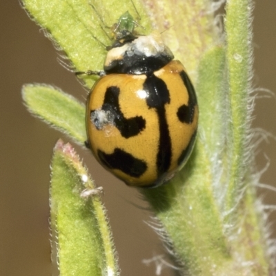 Coccinella transversalis (Transverse Ladybird) at Deakin, ACT - 12 Mar 2023 by AlisonMilton