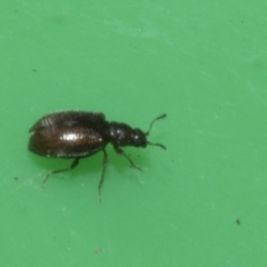 Corticariinae (subfamily) at Higgins, ACT - 10 Apr 2023