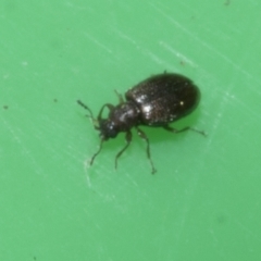 Corticariinae (subfamily) at Higgins, ACT - 10 Apr 2023 02:46 PM