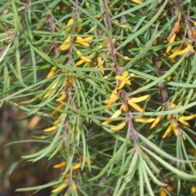 Persoonia linearis (Narrow-leaved Geebung) at Bungendore, NSW - 14 Apr 2023 by Harrisi