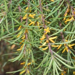 Persoonia linearis at Bungendore, NSW - 14 Apr 2023